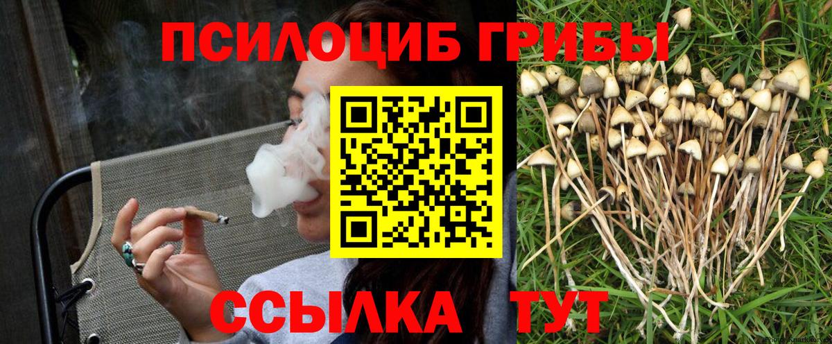 Псилоцибиновые грибы Psilocybe Будённовск